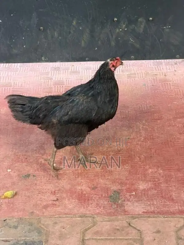 Egg Laying Hens - Poultry