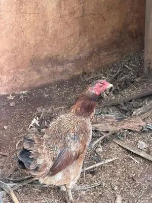 Egg Laying Hens - Poultry