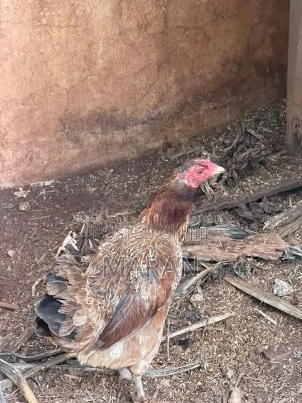 Egg Laying Hens - Poultry