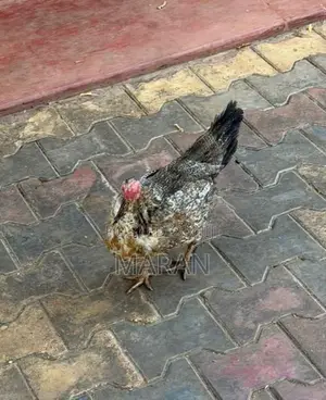 Egg Laying Hens - Poultry