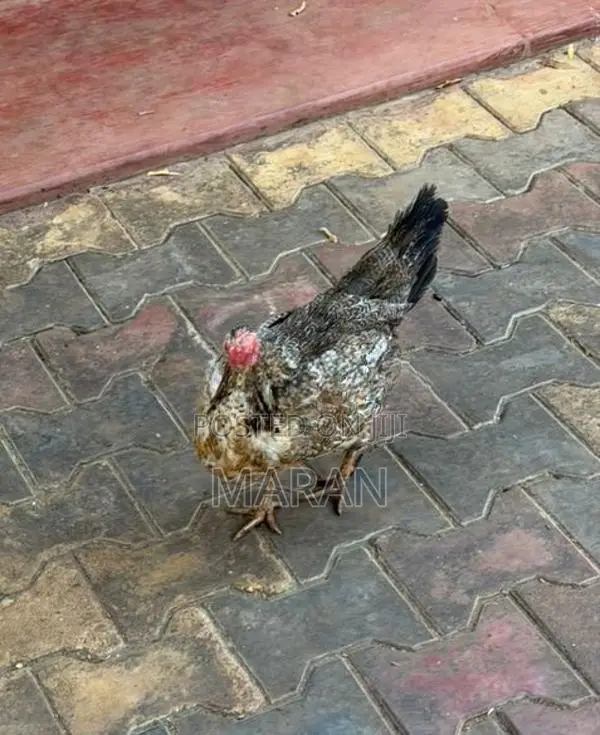 Egg Laying Hens - Poultry