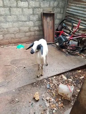 Farm Goat
