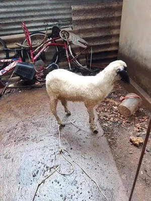 Farm Goat