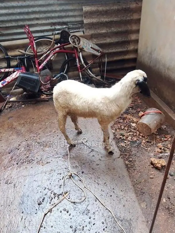 Farm Goat