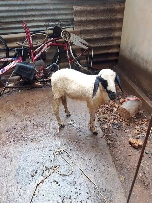 Farm Goat