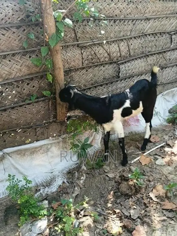 Goats