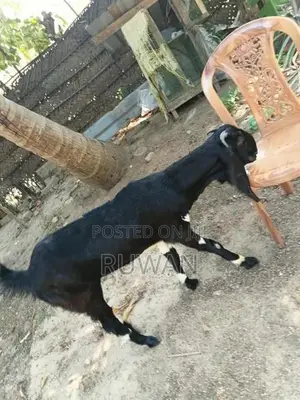 Goats