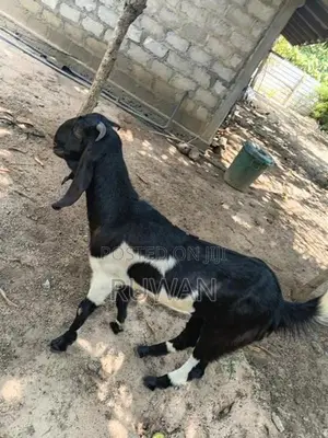 Goats