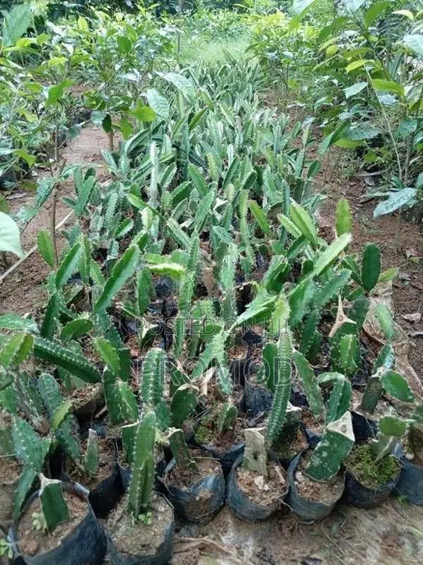 ඩ්‍රග්‍රන් පෘථි පැල