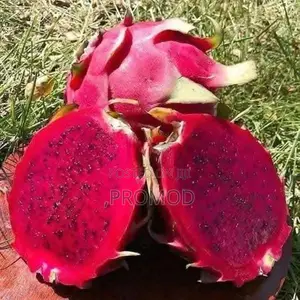 ඩ්‍රග්‍රන් පෘථි පැල
