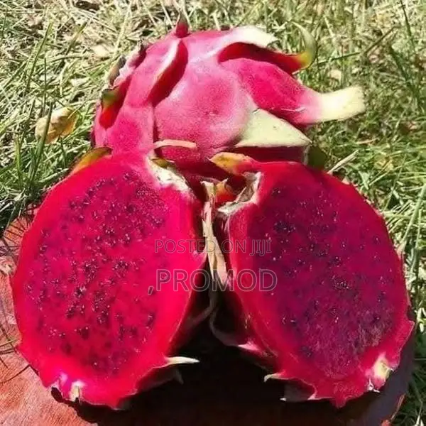 ඩ්‍රග්‍රන් පෘථි පැල