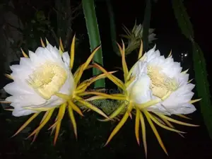 ඩ්‍රග්‍රන් පෘථි පැල