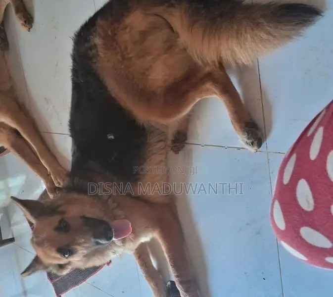 German Shepherd Female Dog