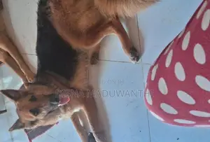 German Shepherd Female Dog