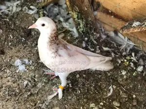 Pigeons
