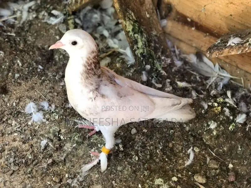 Pigeons