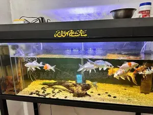 Fish Tank