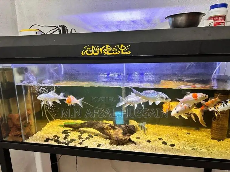 Fish Tank
