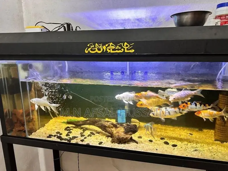 Fish Tank