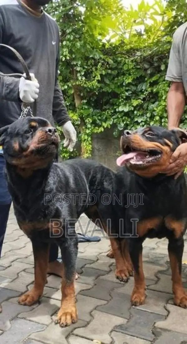 Rottweiler Male Dog