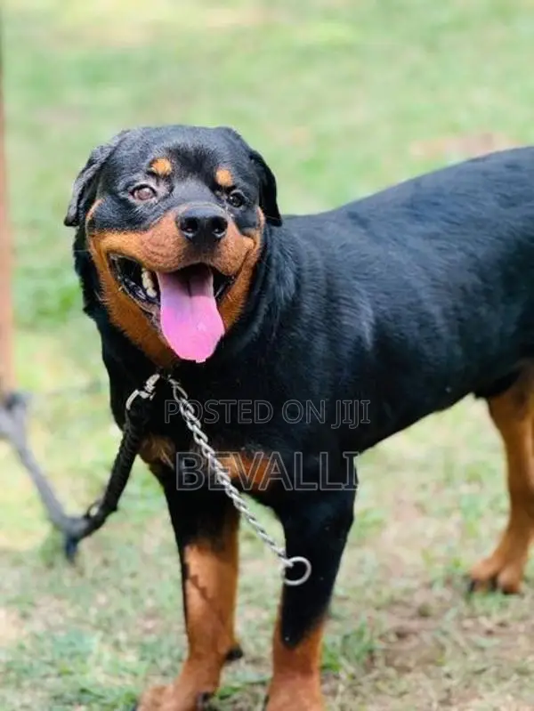 Rottweiler Male Dog