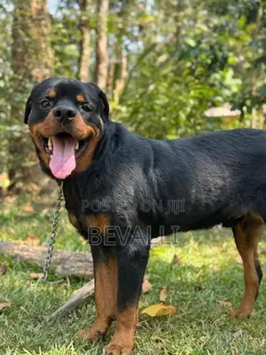 Rottweiler Male Dog