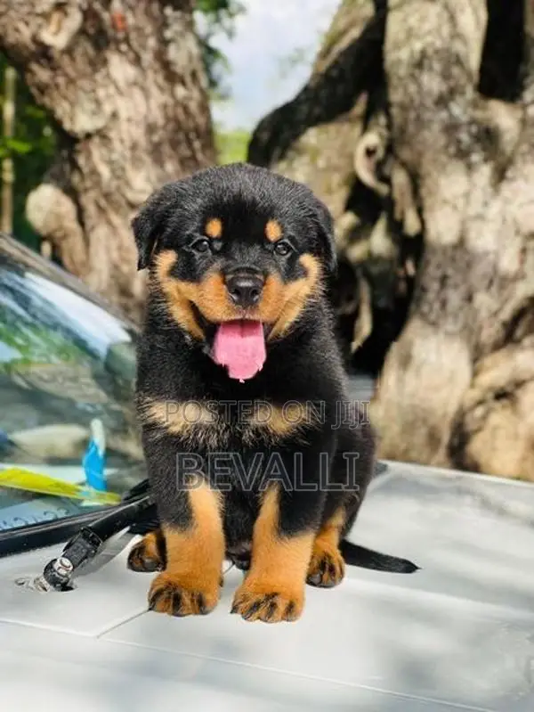 Rottweiler Male Dog