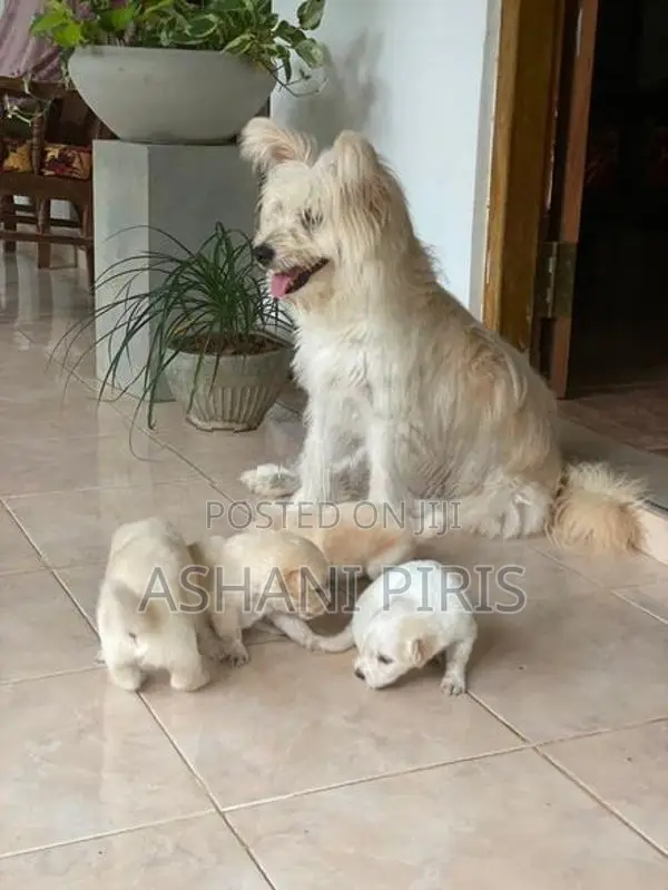 Tibetan Terrier