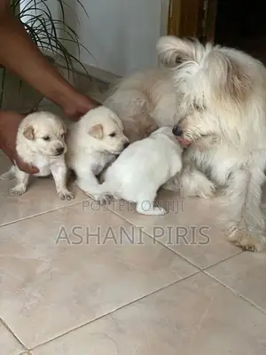 Tibetan Terrier