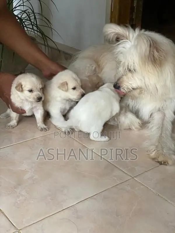 Tibetan Terrier