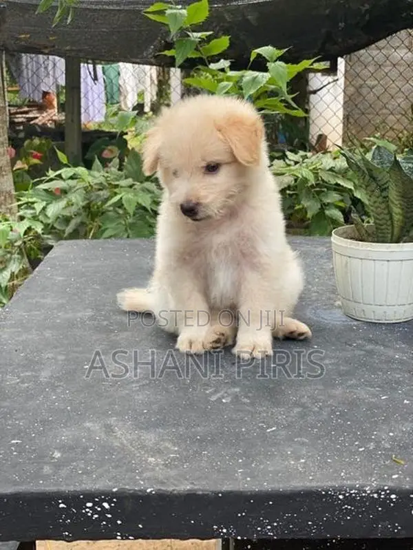 Tibetan Terrier