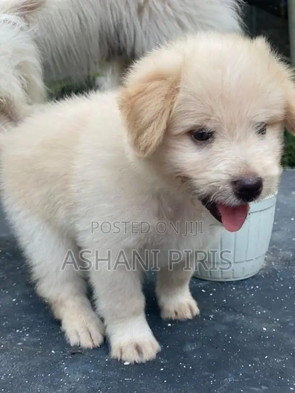 Tibetan Terrier