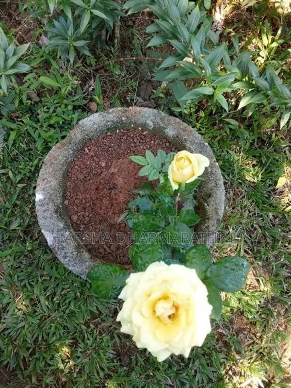 Plants
