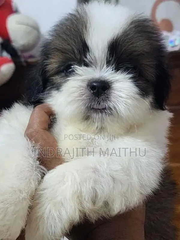 Shihtzu Puppies