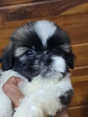 Shihtzu Puppies
