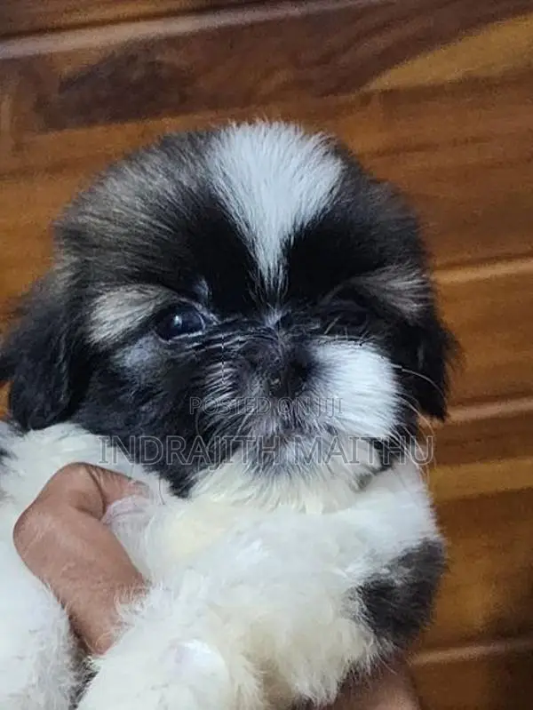 Shihtzu Puppies