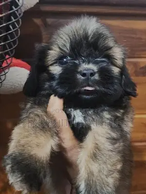 Shihtzu Puppies