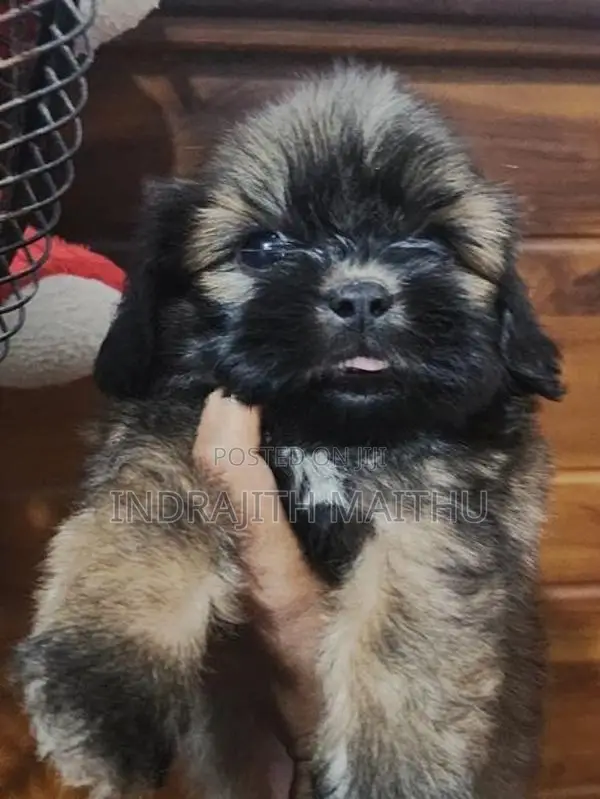 Shihtzu Puppies