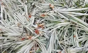 Annasi Pela / Pelayak