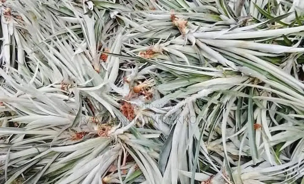 Annasi Pela / Pelayak