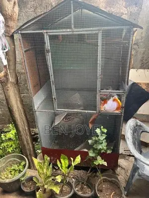 Birds Cage