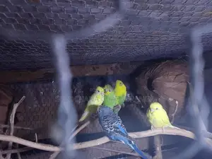 Love Birds