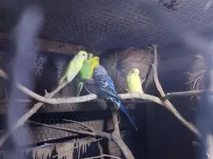 Love Birds