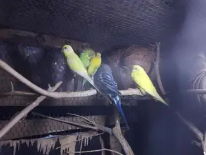 Love Birds