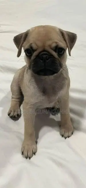 Female Pug Puppy – 2 Months Old Twice Vaccinated Accessories