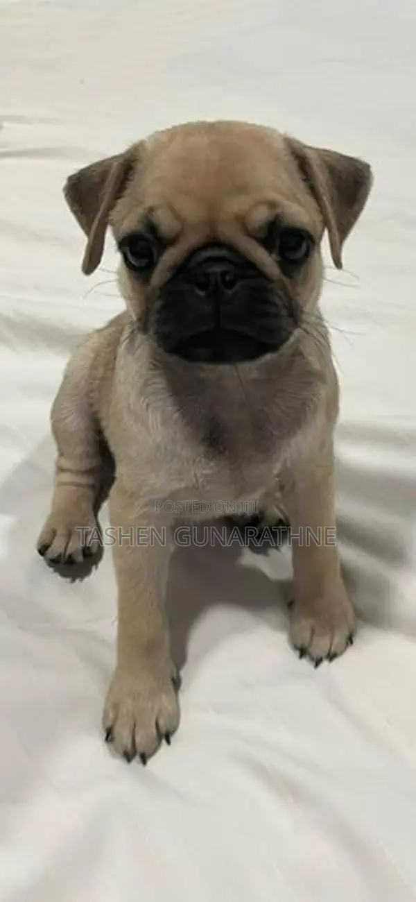 Female Pug Puppy – 2 Months Old Twice Vaccinated Accessories