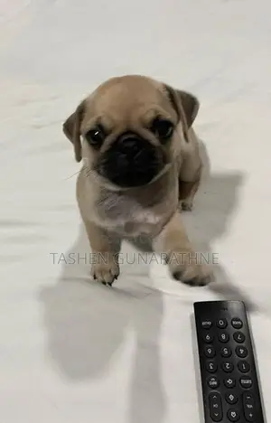 Female Pug Puppy – 2 Months Old Twice Vaccinated Accessories