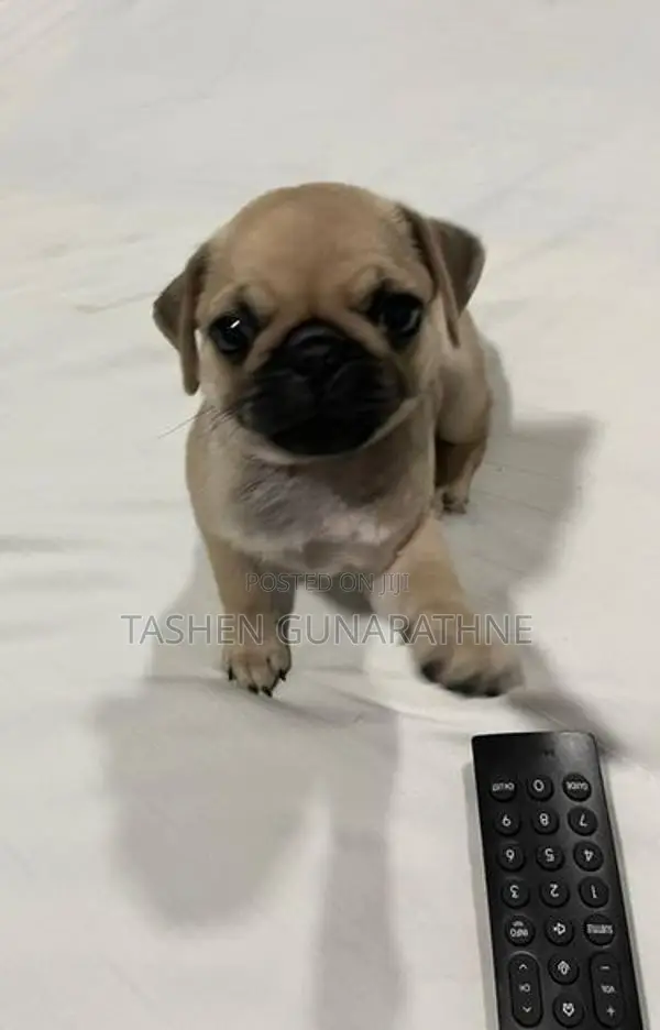 Female Pug Puppy – 2 Months Old Twice Vaccinated Accessories