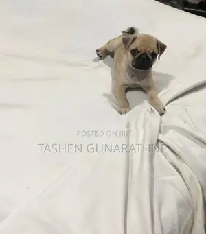 Female Pug Puppy – 2 Months Old Twice Vaccinated Accessories