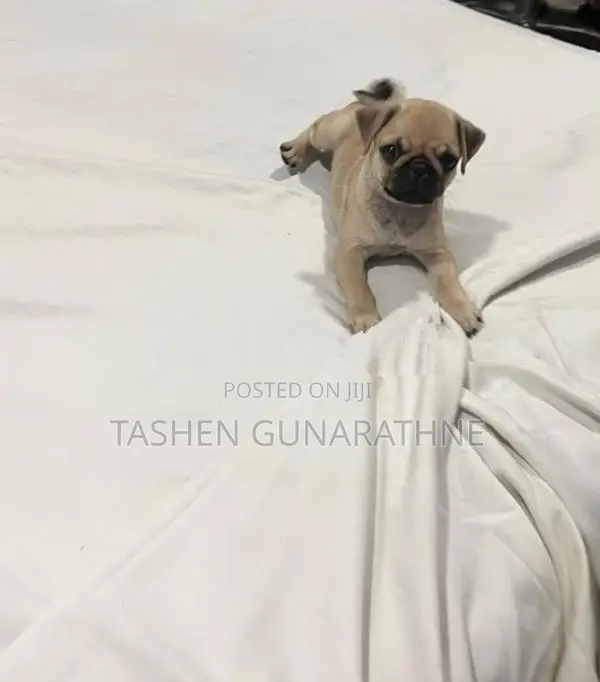 Female Pug Puppy – 2 Months Old Twice Vaccinated Accessories